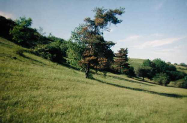 Kalkhalbtrockenrasen