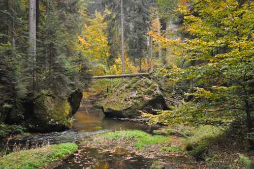 Wald im oberen Kirnitzschtal