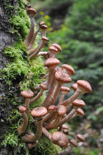 Wald im oberen Kirnitzschtal