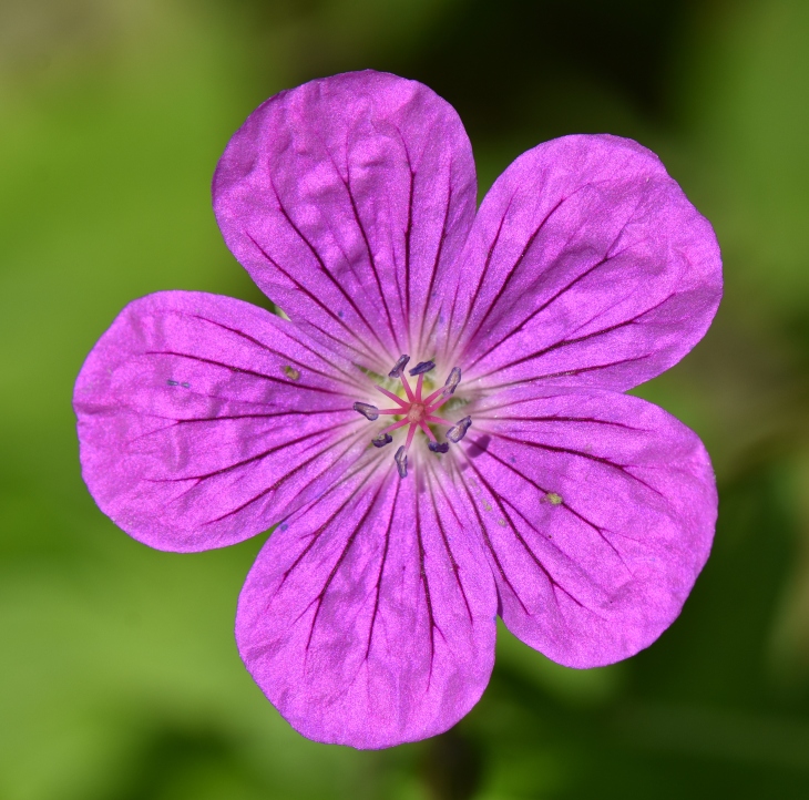 Blutstorchschnabel