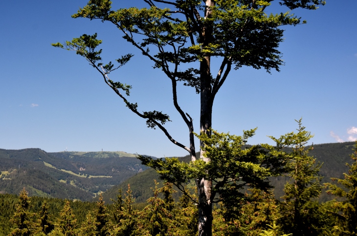 Blick auf den Feldberg